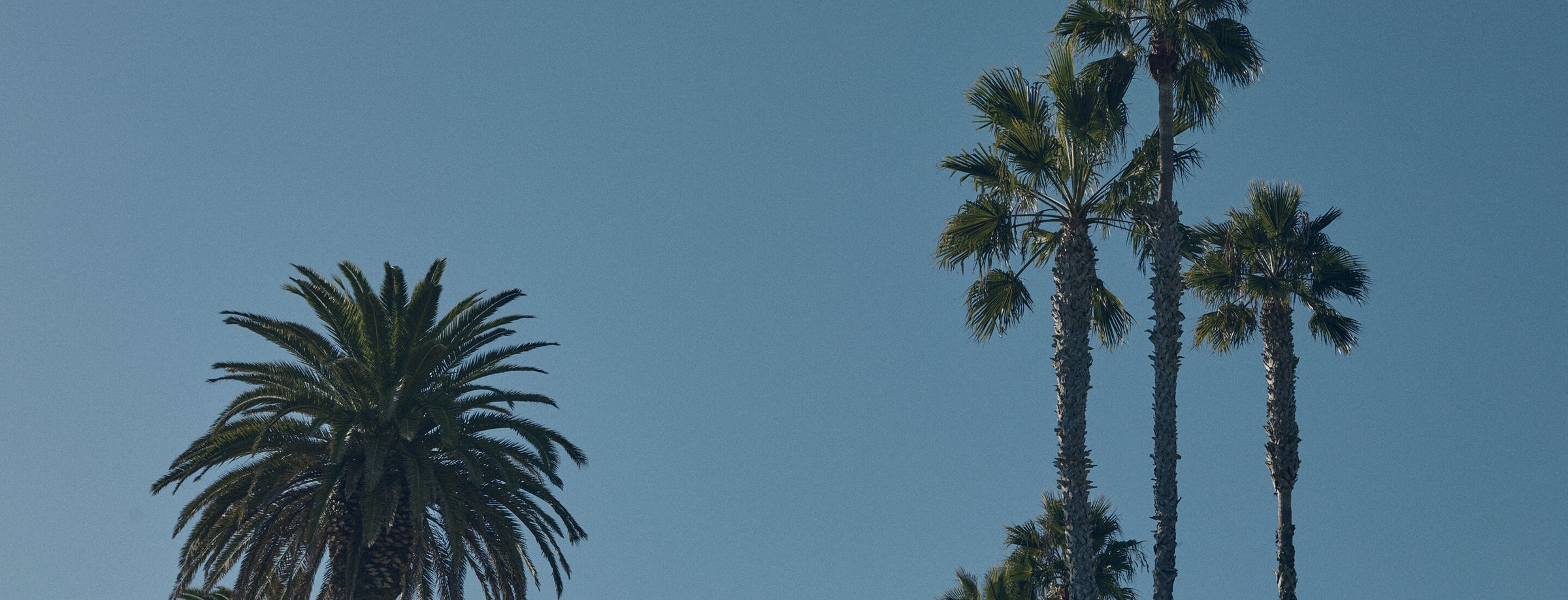 A scenic photograph of several tall palm trees against a clear blue sky, with one palm tree on the left and a cluster of three on the right.
